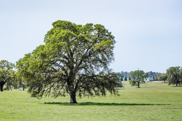 美国加利福尼亚州，斯坦尼斯劳县，在春天长出新叶的草地上生长的山谷橡树(野栎属)图片下载