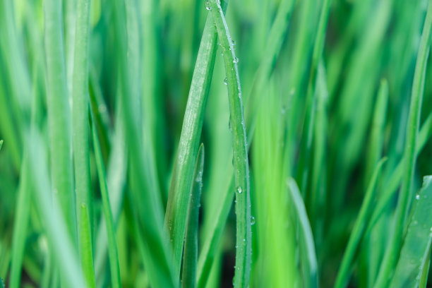 大葱在地里生长。大葱是种植在种植园里的。大葱，捆成束。成排的洋葱。温室中生长的有机青葱幼苗。图片下载