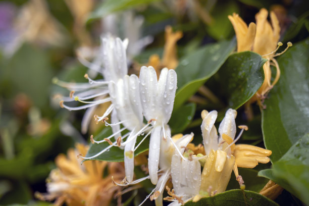 金银花,特写。有雨滴。图片下载
