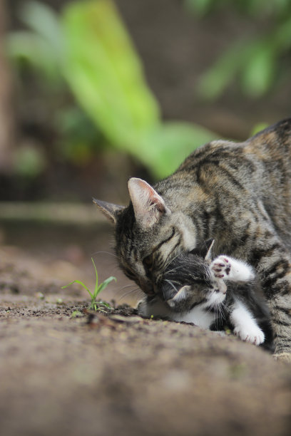 猫妈妈抱着刚出生的小猫在院子里。猫妈妈和小猫的照片。图片下载