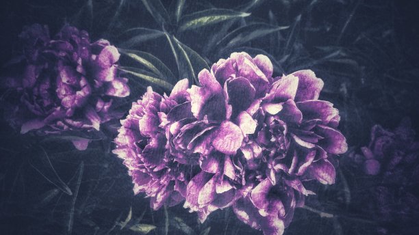 粉色的牡丹图片下载