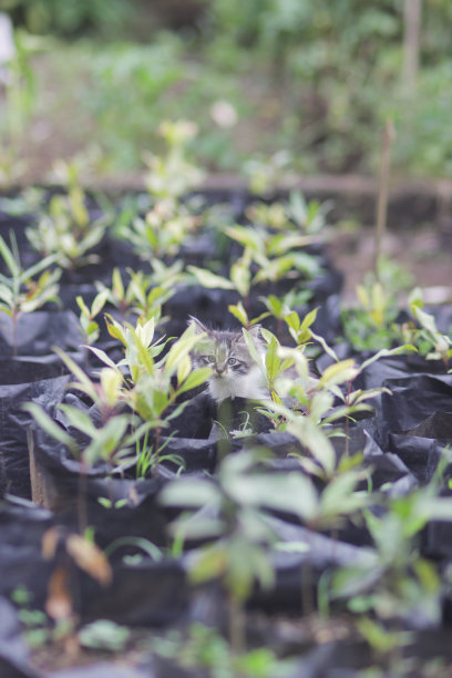 可爱的小猫在花园里玩耍。小猫库存图片图片下载