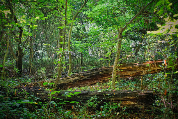 腐烂的林木图片下载