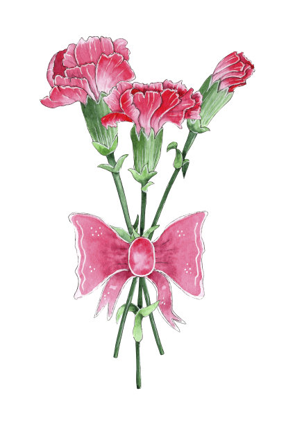 手绘水彩康乃馨花束。图片下载