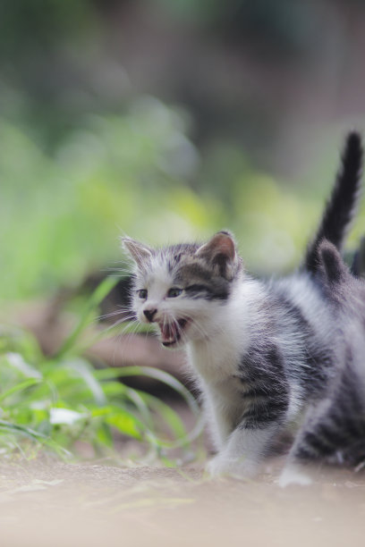 可爱的小猫在院子里的股票照片。小猫库存图片图片下载