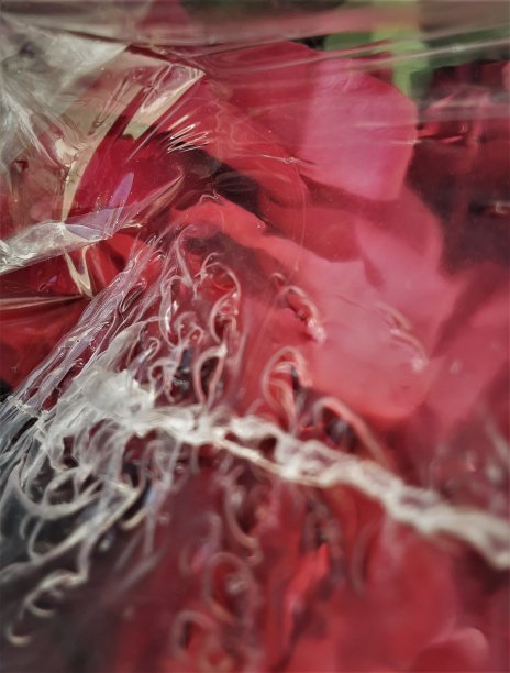 藏红玫瑰图片下载