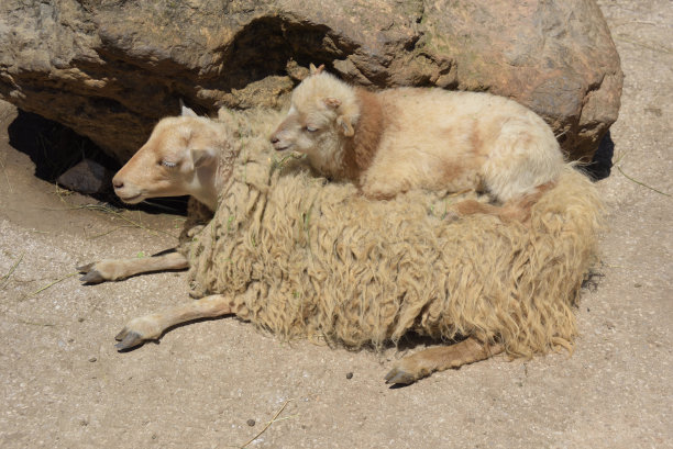 公羊羔压在母羊羔身上。图片下载