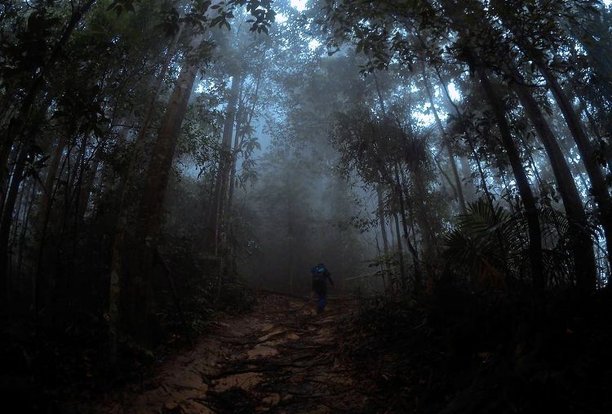 热带雨林图片下载