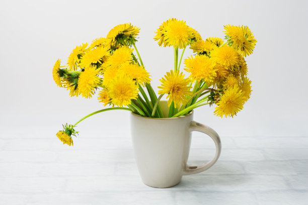 白色的杯子，白色的背景上有一束黄色的蒲公英。表装饰。孤立的图片下载