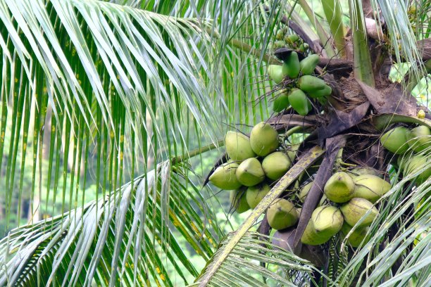 椰子树，果实累累图片下载