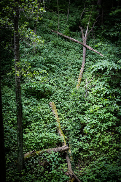 在小溪峡谷的岸边倒下的树图片下载