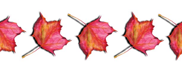 水彩秋红枫叶图片下载