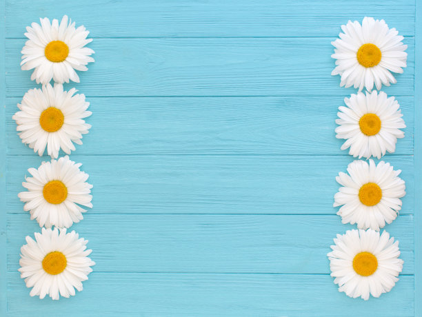 洋甘菊在蓝色木制背景上。平铺，拷贝空间图片下载