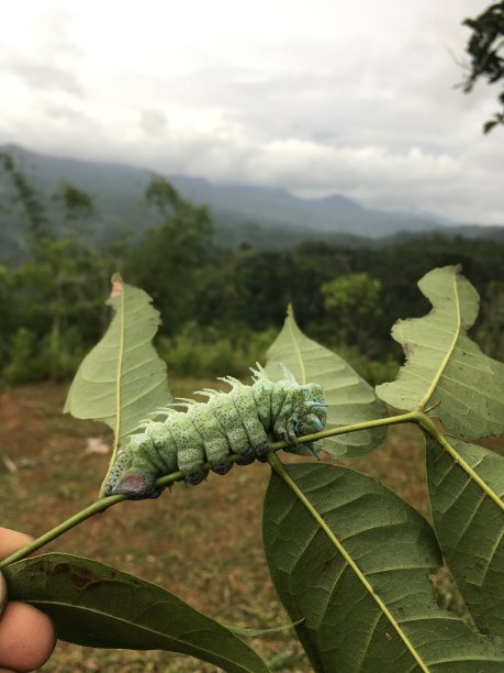 毛毛虫图片下载