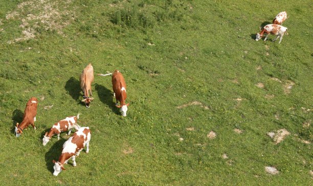 从上面的牛图片下载