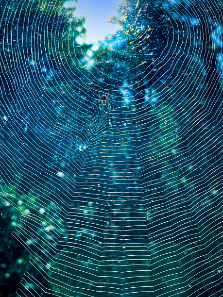 蜘蛛背上的蜘蛛网被近距离点燃图片下载