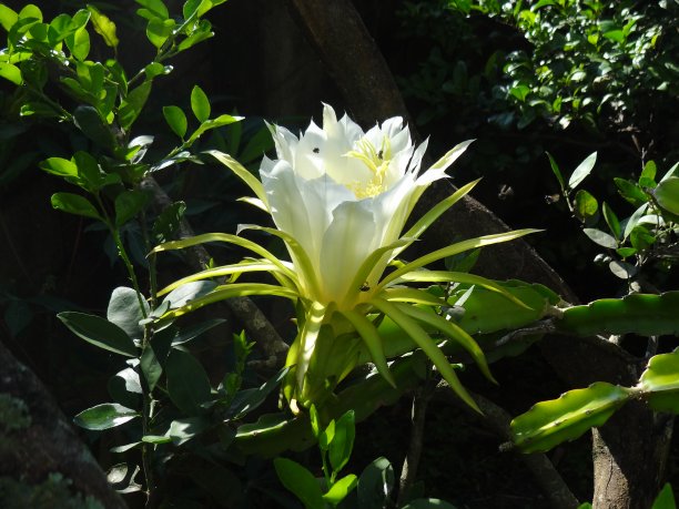 火龙果:火龙果的花，又名火龙果。图片下载