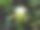 火龙果:火龙果的花，又名火龙果。图片下载