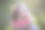 可爱的小女孩在吃新鲜的西瓜水果在花园库存照片图片下载