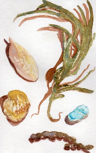 泡泡海藻，海贝壳，海玻璃和鱿鱼头骨的插图图片下载