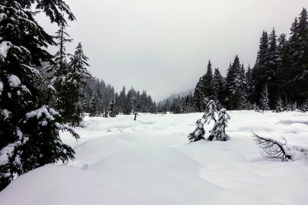 这是一张美丽的黑白照片，在加拿大不列颠哥伦比亚省的温哥华的森林和山脉中，刚刚落下的雪被冷杉包围着图片下载