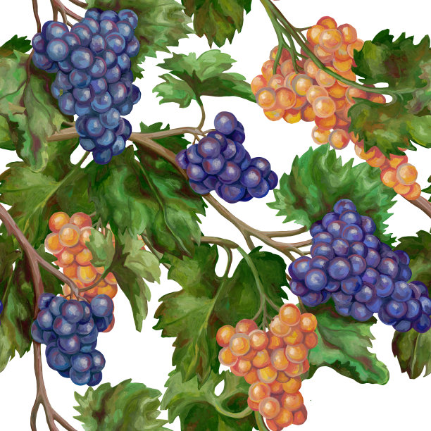 无缝模式。用丙烯酸颜料绘制的植物图。美丽的葡萄树枝。彩色的粉红色和蓝色葡萄在白色的背景。风景如画的壁纸。复古风格。图片下载