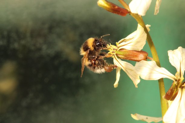 蜜蜂在花朵图片下载