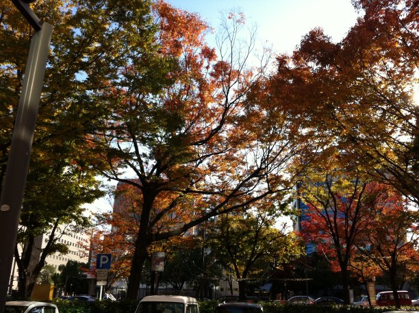 日本枫树的风景图片下载
