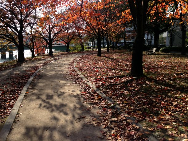 日本枫树的风景图片下载