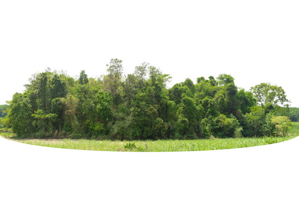 一个高清晰的树线孤立在一个白色的观点图片下载