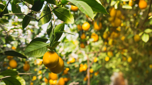 花园里有成熟的黄色柠檬图片下载