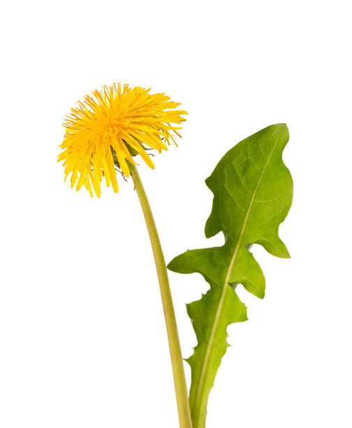 蒲公英花与叶，孤立在白色的背景。草药。图片下载