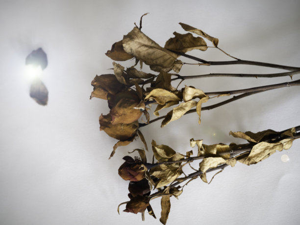 以褐色花瓣为背景的干玫瑰图片下载