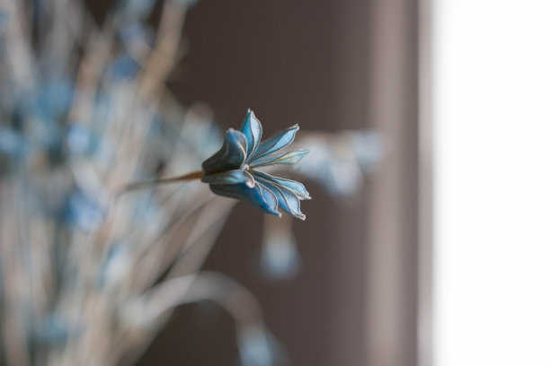 的概念。干花选择焦点。副本的空间背景图片下载