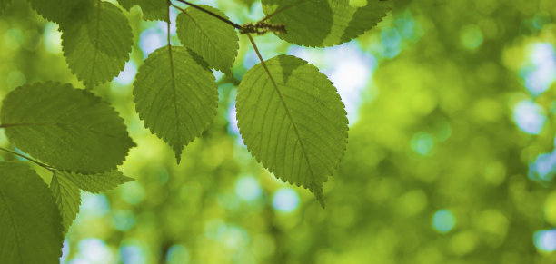 叶子的旗帜形象图片下载