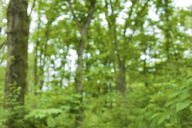 绿色的自然模糊了散景背景图片下载