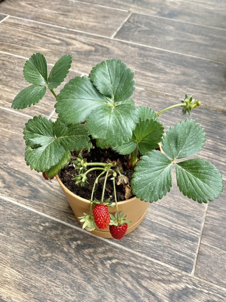 城市农业图片下载