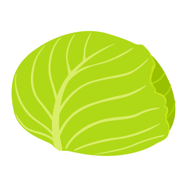 健康蔬菜和卷心菜的插图。图片下载