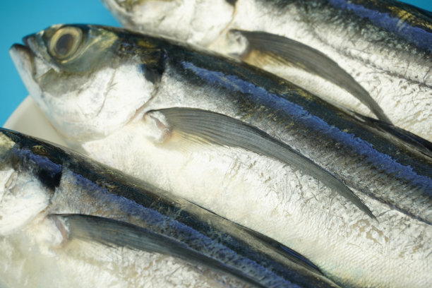 近距离观察鱼雷鱼。图片下载