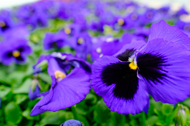 温室里的紫色三色堇图片下载