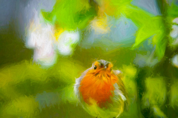 苹果树上的欧洲知更鸟图片下载