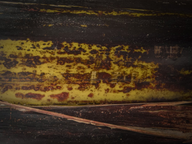 香蕉树干自然背景图片下载