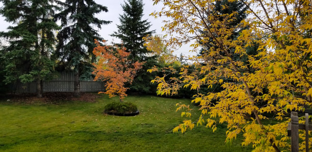 秋天来到后院图片下载