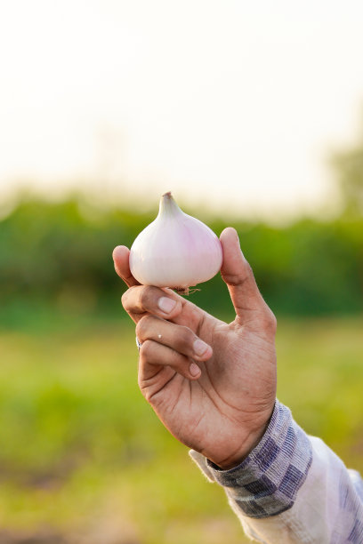 一个农民的手拿着一个洋葱在农田里图片下载