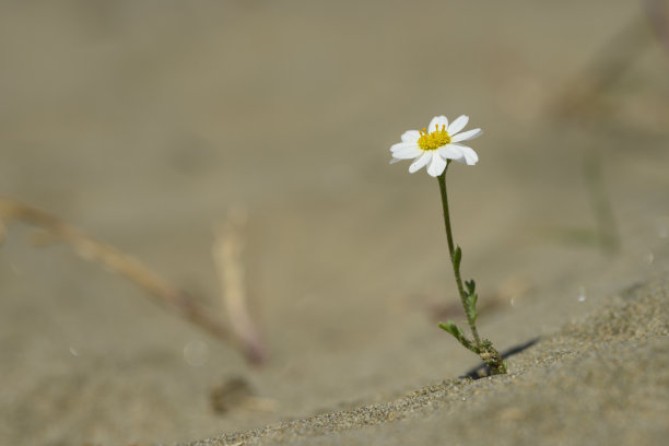 在沙漠中生存的雏菊图片下载