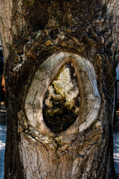 树干上的树洞图片下载