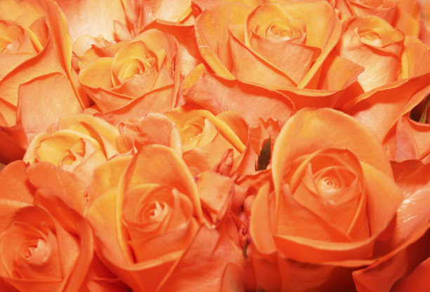 一束鲜艳的橙色玫瑰。天然玫瑰背景。图片下载