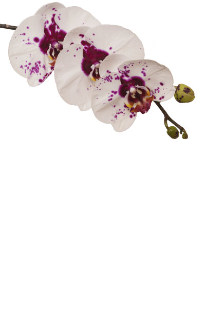 美丽的白色兰花与暗紫色中心和污点孤立的白色背景与文本复制空间。图片下载