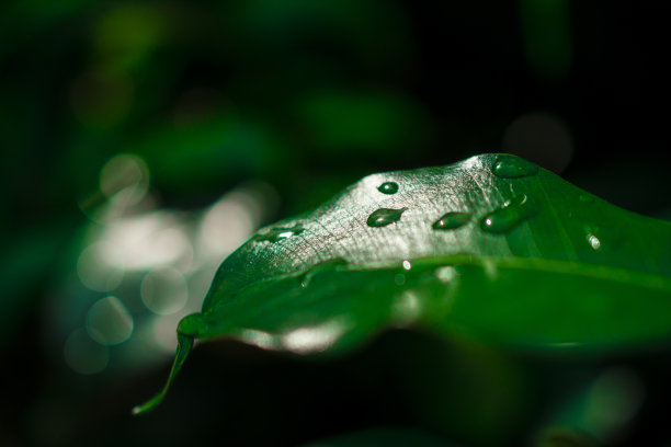 叶子上的水滴图片下载
