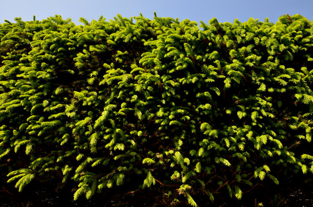 云杉树篱流行于山区绿化修剪、定型、出芽、出芽图片下载